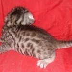 Egyptian Mau silver Male DOB 3-24-21
