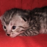 Egyptian Mau silver Male DOB 3-24-21