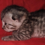 Egyptian Mau silver Male DOB 3-24-21