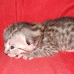 Egyptian Mau silver Male DOB 3-24-21