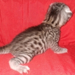 Egyptian Mau silver Male DOB 3-24-21