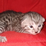 Egyptian Mau silver Male DOB 3-24-21