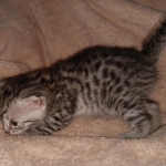 Egyptian Mau silver Male DOB 3-24-21