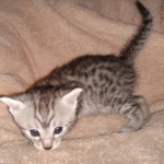 Egyptian Mau silver Male DOB 3-24-21