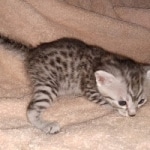 Egyptian Mau silver Male DOB 3-24-21