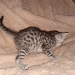 Egyptian Mau silver Male DOB 3-24-21