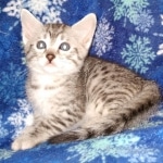 Andy Egyptian Mau silver Male DOB 3-24-21