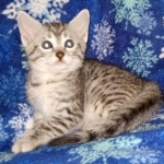 Andy Egyptian Mau silver Male DOB 3-24-21