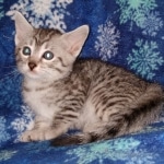 Andy Egyptian Mau silver Male DOB 3-24-21