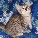 Andy Egyptian Mau silver Male DOB 3-24-21