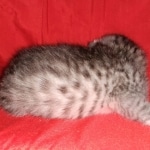 Egyptian Mau, silver, Male, DOB 3-3-20