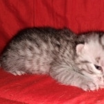 Egyptian Mau, silver, Male, DOB 3-3-20