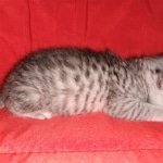 Egyptian Mau, silver, Male, DOB 3-3-20