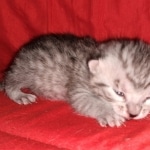 Egyptian Mau, silver, Male, DOB 3-3-20