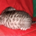 Egyptian Mau, silver, Male, DOB 3-3-20