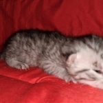 Egyptian Mau, silver, Male, DOB 3-3-20