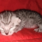 Egyptian Mau, silver, Male, DOB 3-3-20