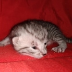 Egyptian Mau, silver, Male, DOB 3-3-20