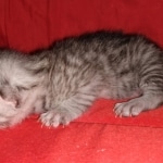 Atticus, Egyptian Mau, silver, Male, DOB 3-3-20