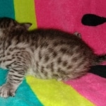 Atticus, Egyptian Mau, silver, Male, DOB 3-3-20