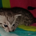 Atticus, Egyptian Mau, silver, Male, DOB 3-3-20