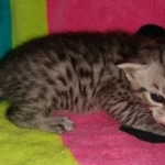 Atticus, Egyptian Mau, silver, Male, DOB 3-3-20