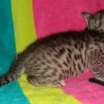 Atticus, Egyptian Mau, silver, Male, DOB 3-3-20