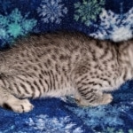 Atticus, Egyptian Mau, silver, Male, DOB 3-3-20