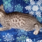 Atticus, Egyptian Mau, silver, Male, DOB 3-3-20