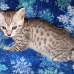 Atticus, Egyptian Mau, silver, Male, DOB 3-3-20