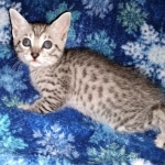 Atticus, Egyptian Mau, silver, Male, DOB 3-3-20