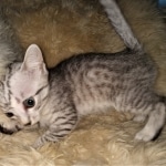 Atticus, Egyptian Mau, silver, Male, DOB 3-3-20