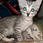 Atticus, Egyptian Mau, silver, Male, DOB 3-3-20