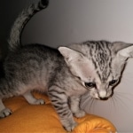 Atticus, Egyptian Mau, silver, Male, DOB 3-3-20