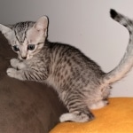 Atticus, Egyptian Mau, silver, Male, DOB 3-3-20