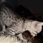 Atticus, Egyptian Mau, silver, Male, DOB 3-3-20