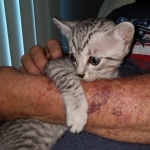 Atticus, Egyptian Mau, silver, Male, DOB 3-3-20