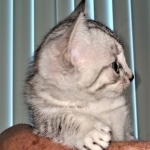 Atticus, Egyptian Mau, silver, Male, DOB 3-3-20
