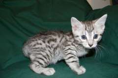 Gyasi Egyptian Mau silver male #2 DOB 3-8-15 