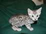 Gyasi Egyptian Mau silver male #2 DOB 3-8-15 