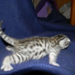Egyptian Mau, silver male, DOB 3-8-15