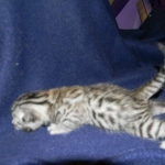 Egyptian Mau, silver male, DOB 3-8-15