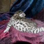 Egyptian Mau, Silver Male DOB 3-8-15
