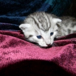 Egyptian Mau, Silver Male DOB 3-8-15