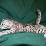 Egyptian Mau, Silver Male DOB 3-8-15