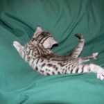 Egyptian Mau, Silver Male DOB 3-8-15