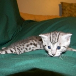 Egyptian Mau, Silver Male DOB 3-8-15
