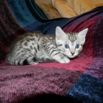 Egyptian Mau, Silver Male DOB 3-8-15