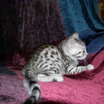 Egyptian Mau, Silver Male DOB 3-8-15