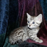 Egyptian Mau, Silver Male DOB 3-8-15